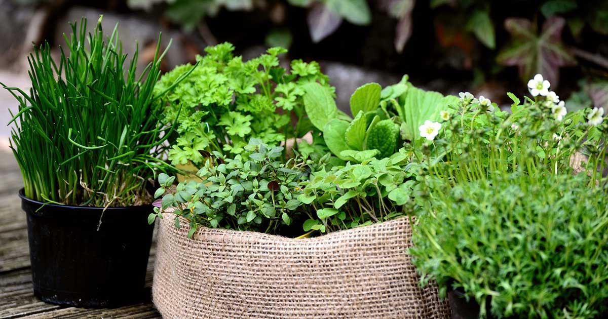 Bild zeigt Gartenkräuter in einem kleinen Kräutergarten